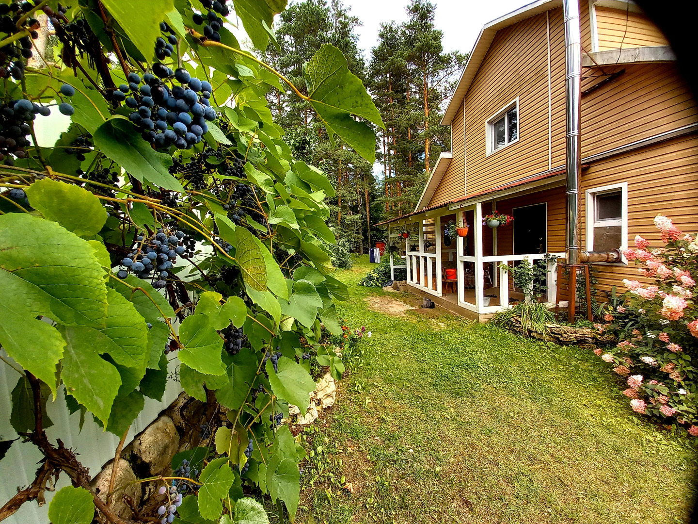 Дом у сосен