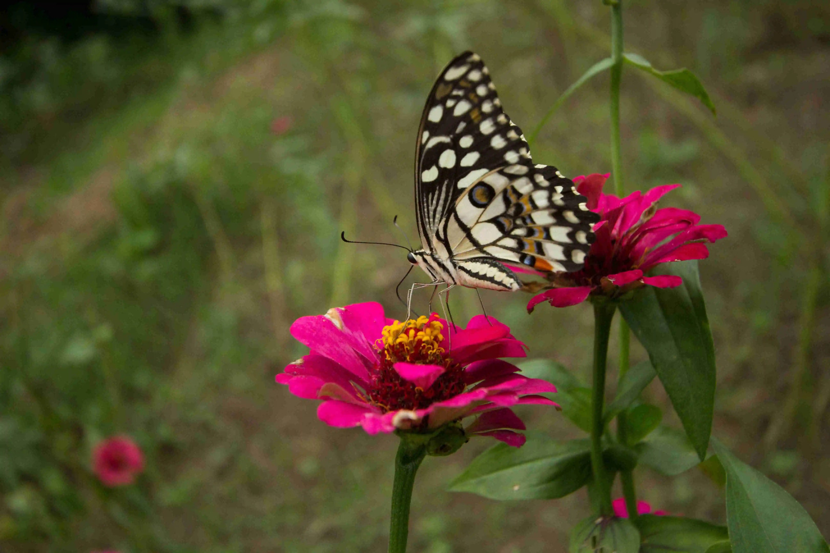 Жилое помещение Pugdundee Safaris-king lodge