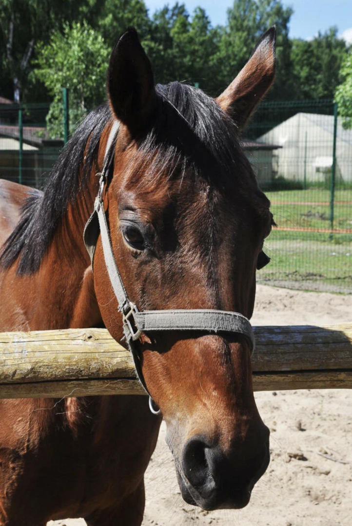 Апарт-отель Комплекс здоровья и отдыха Коверши