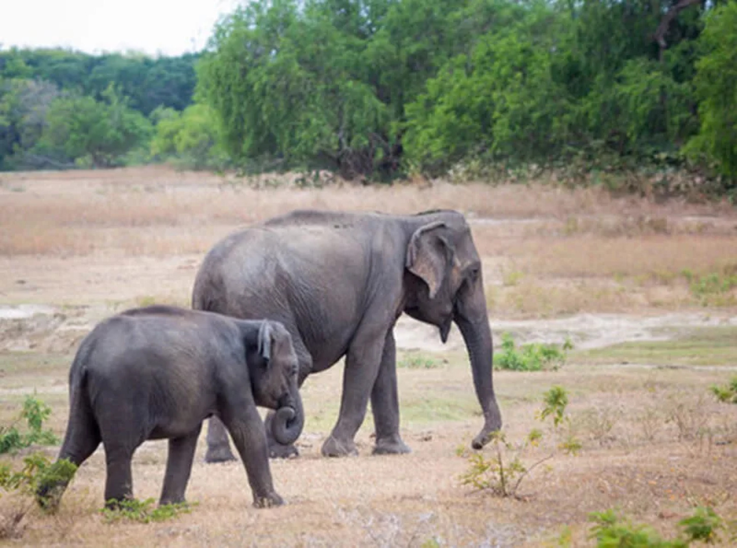 Отель Camping Yala Hotel Ravana luxury Safari Camp Tents