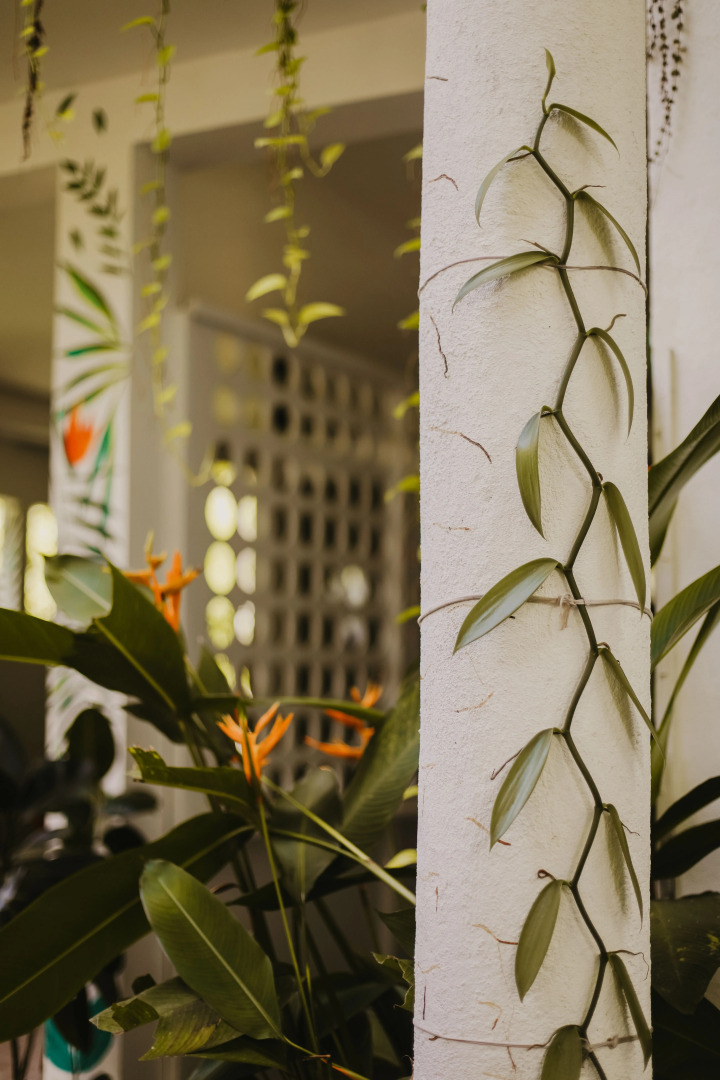 Отель Jungle Soul