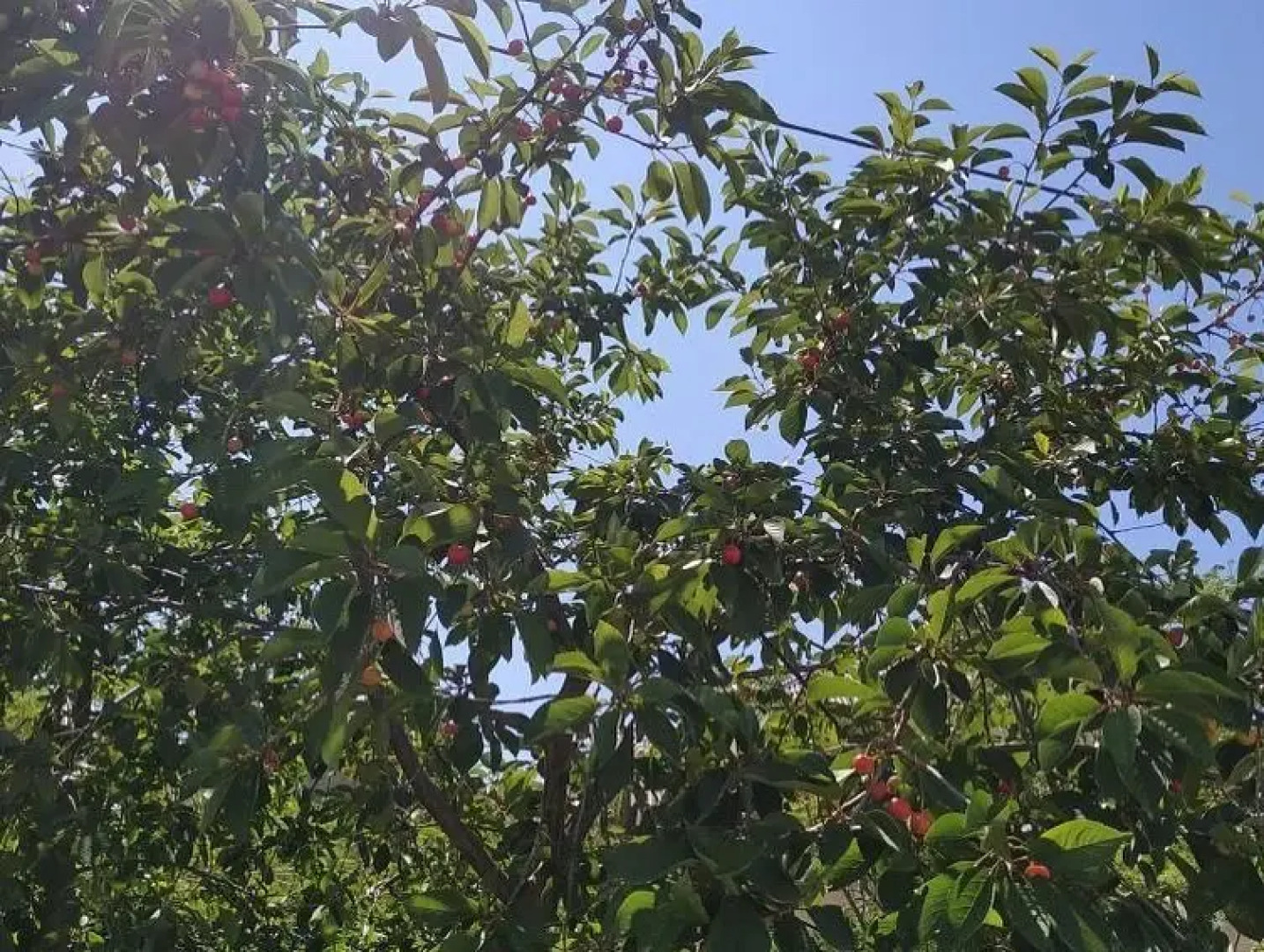 Золотые Пески