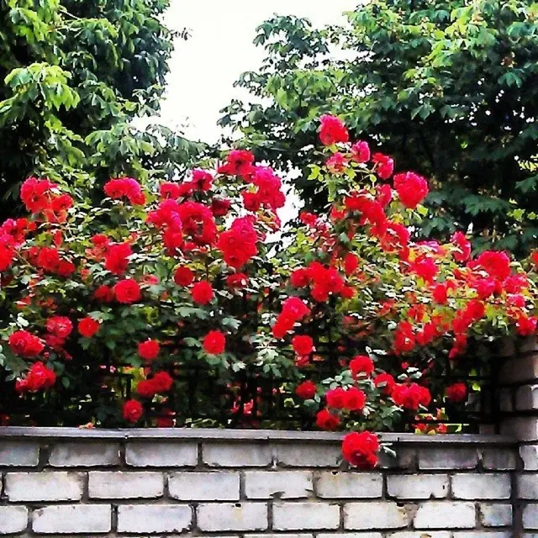 Апарт-Отель Южный Дворик