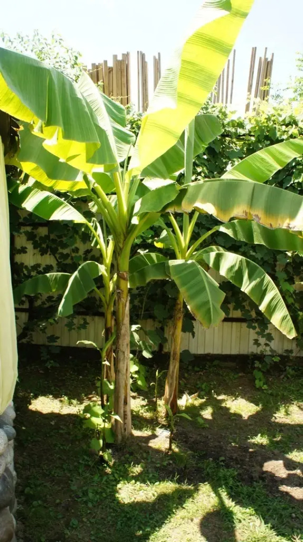 Гостевой дом Лукоморье в Алахадзе