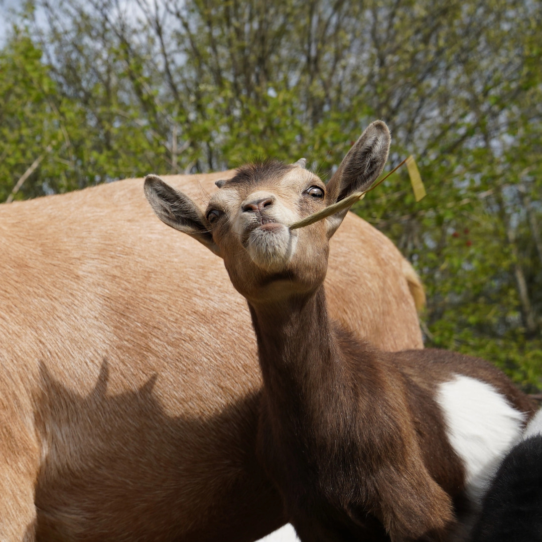 Дом Уютный в стиле Прованс