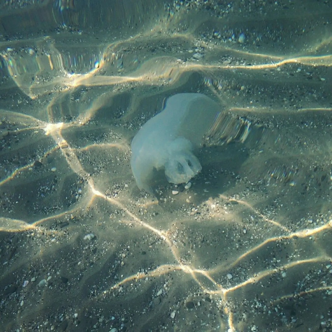 Гостевой Дом Coral