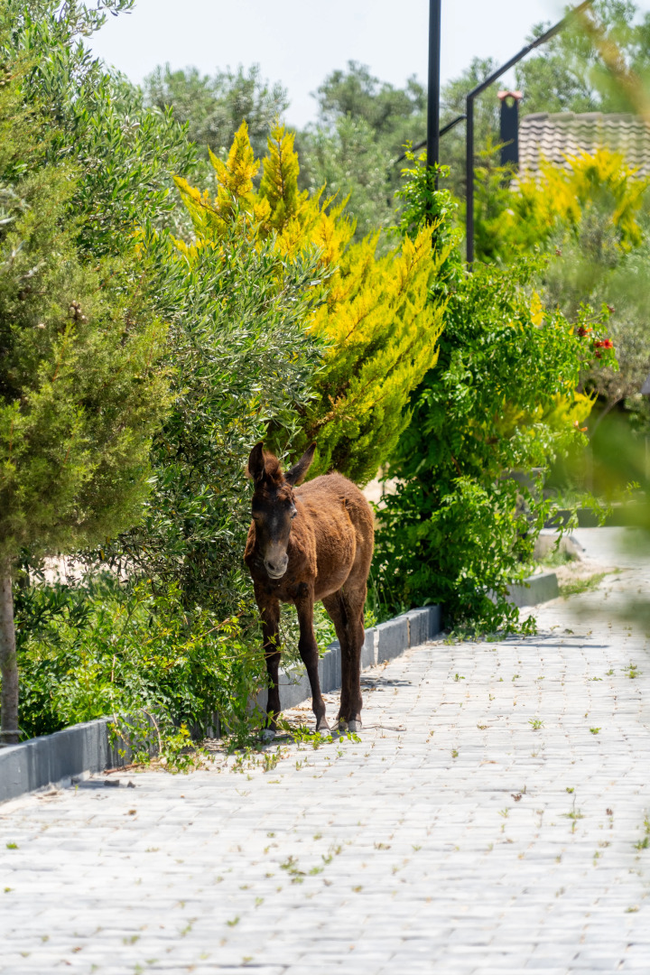 Simlarda Aquapark Otel