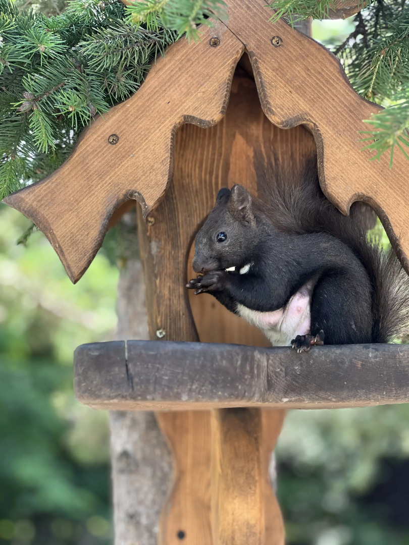 "Елки" спа отель