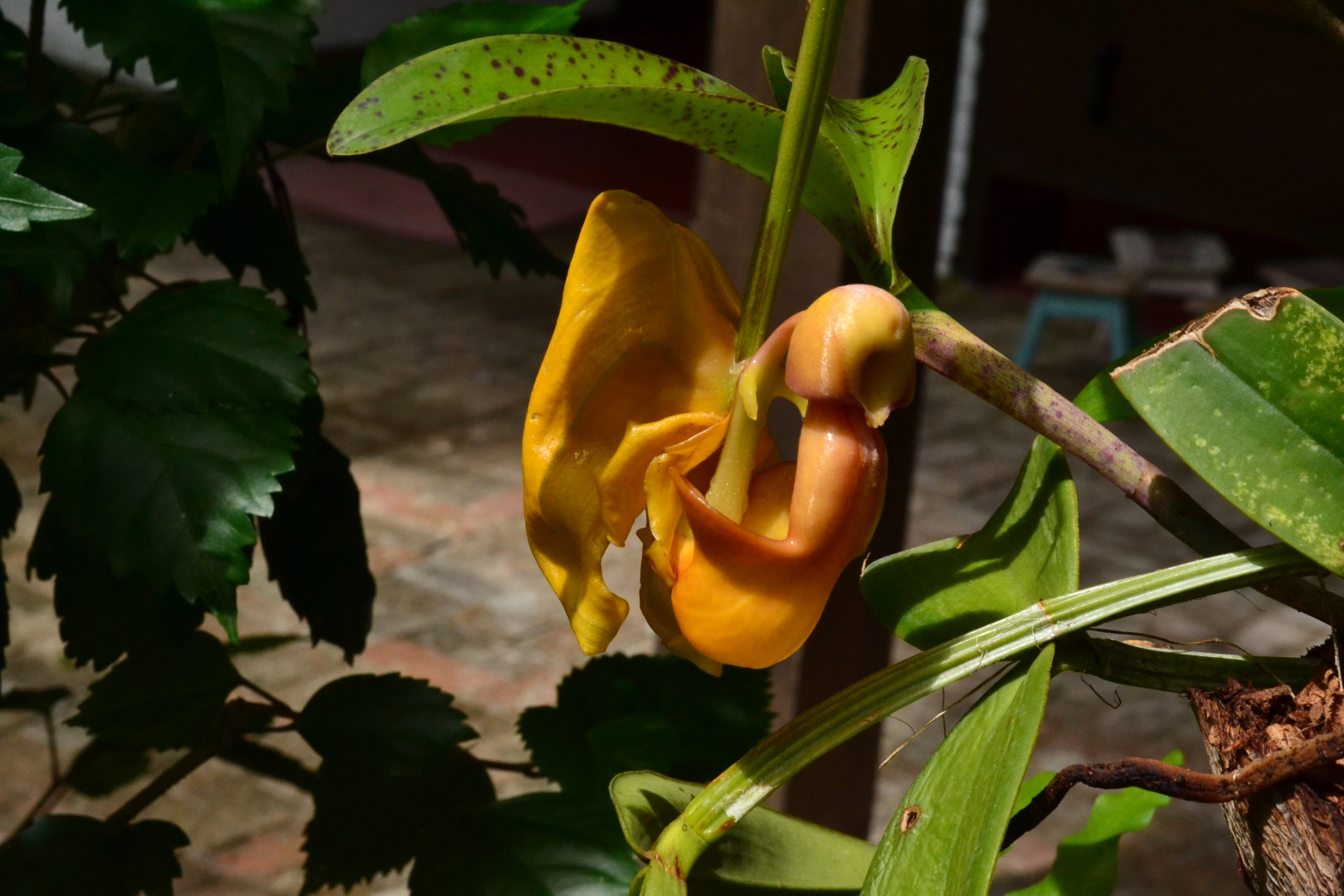 Отель Village do Dendê Garden Guesthouse and Bungalows