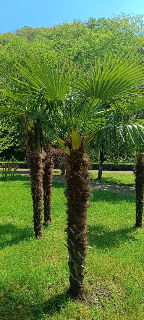 Апартаменты Агой Оазис