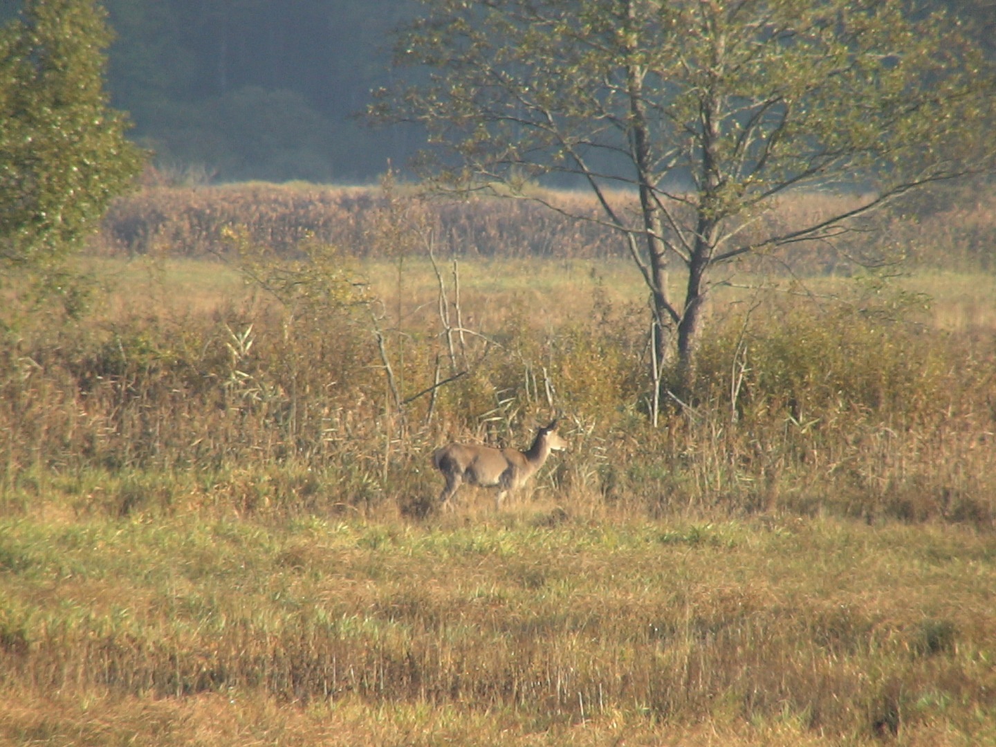 Гостевой дом Беловежская Лесная сказка