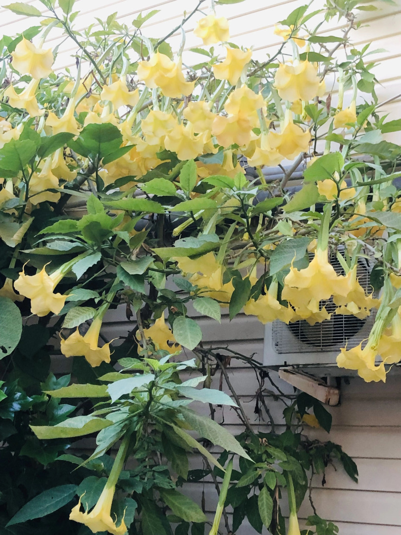 Гостевой дом Морская сказка