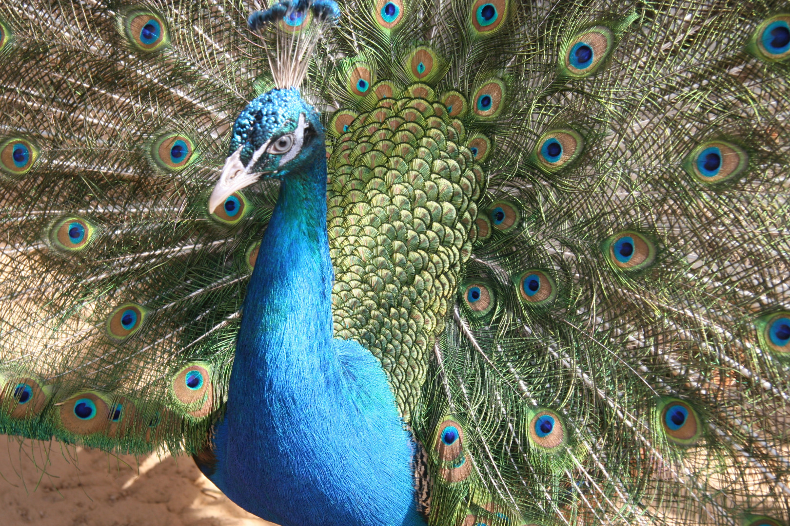 Загородный клуб Малиновая Слобода