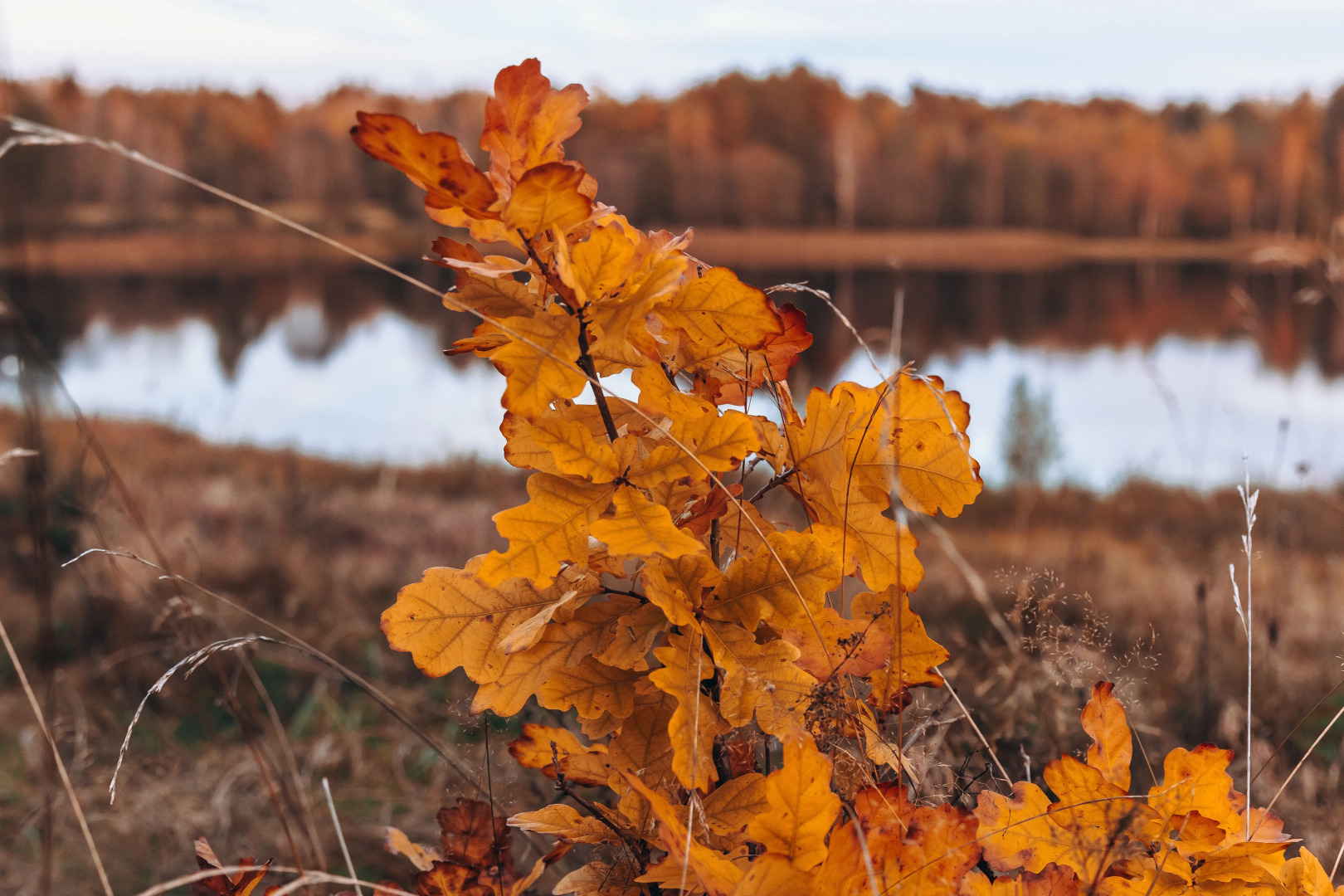 Кемпинг ForrestHome