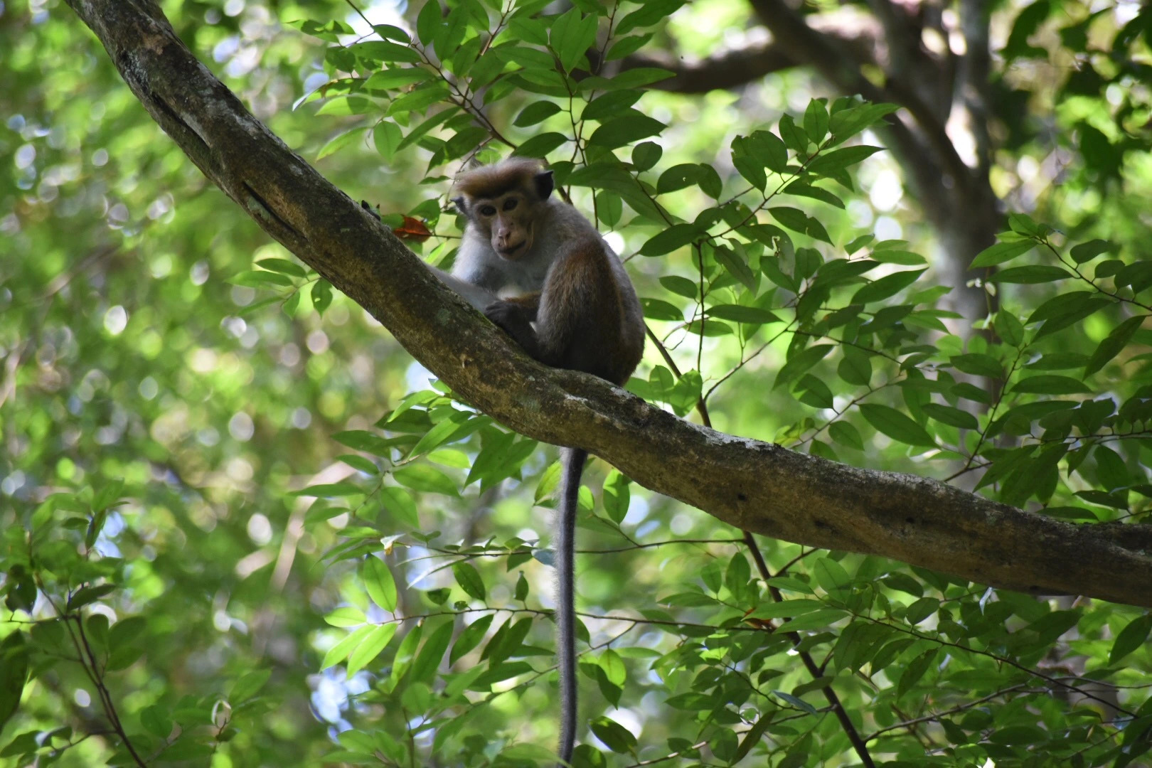 Эко Вилла Sinharaja