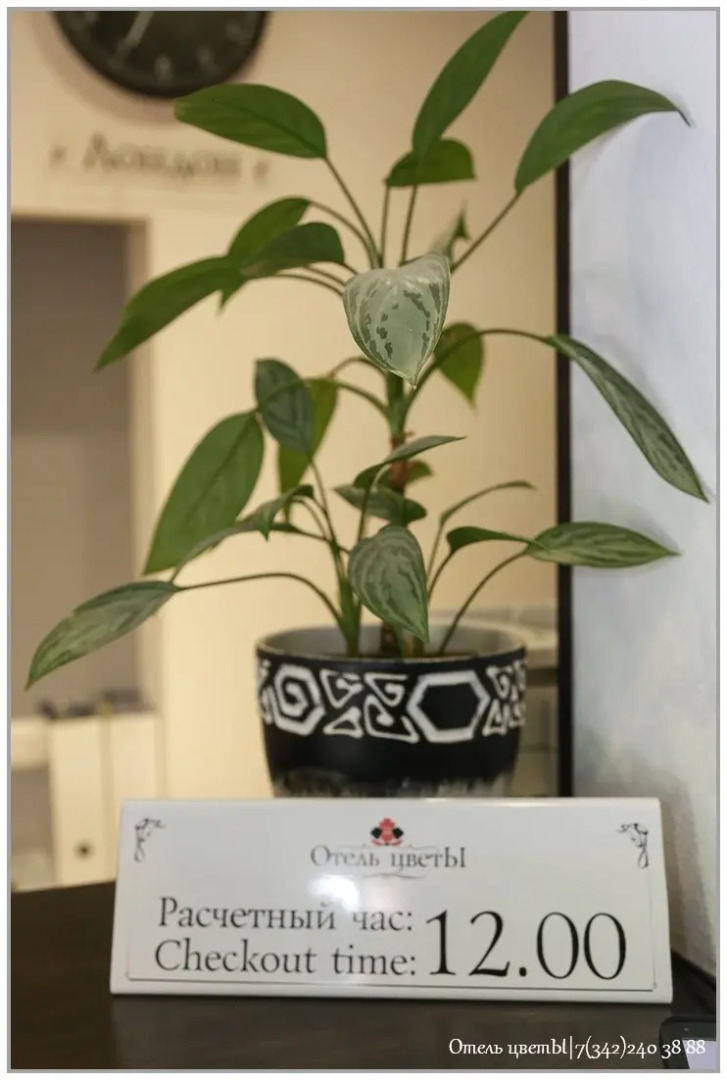 Отель ЦветЫ