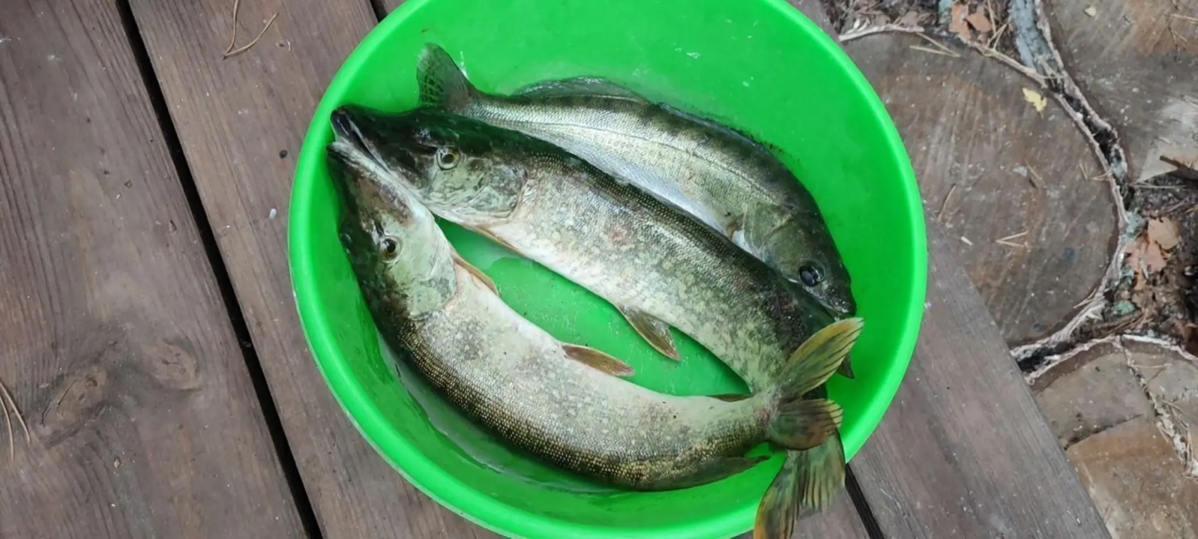 Гостевой дом Цаpевич