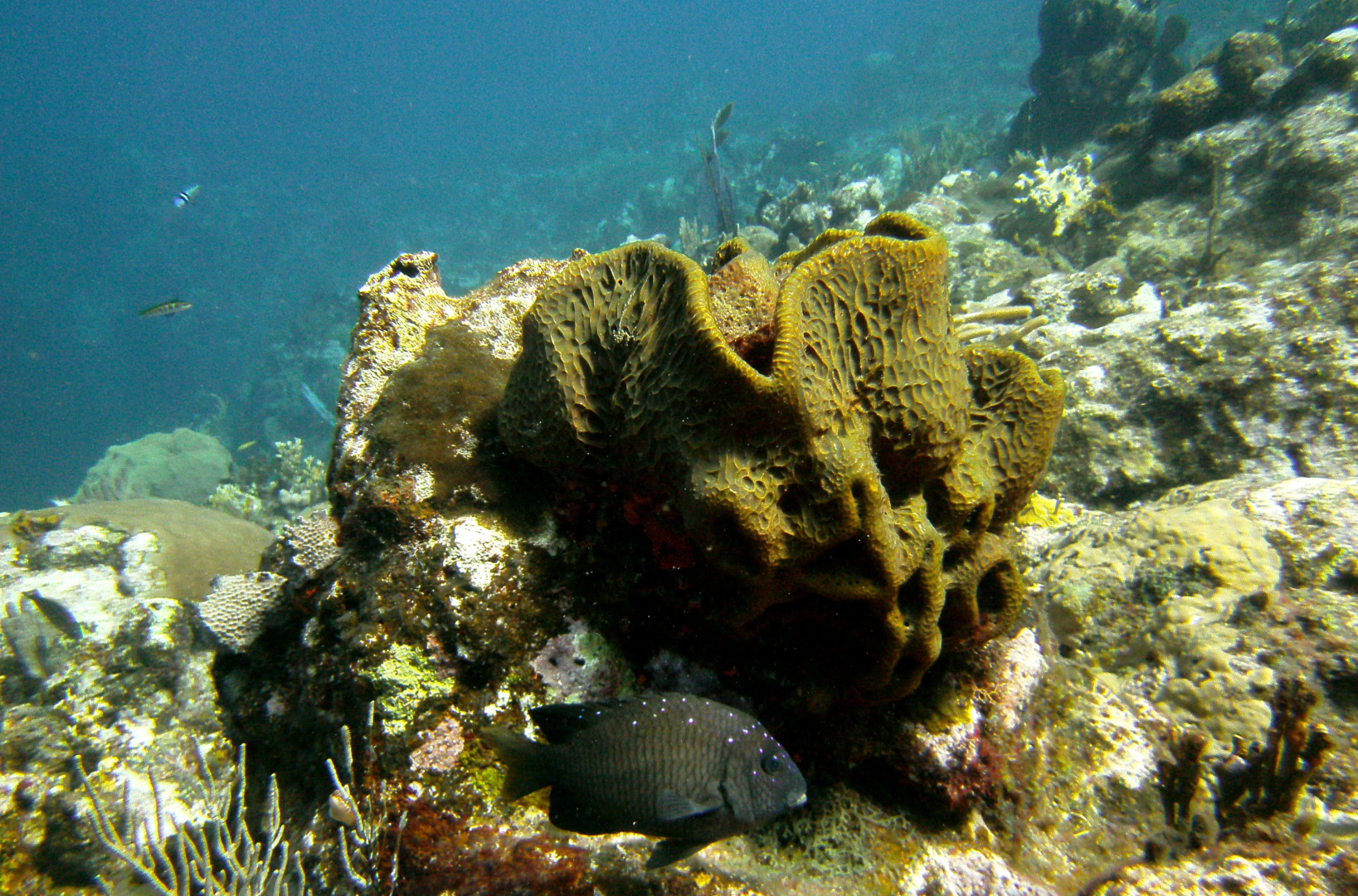 Апарт-отель Residencia del Paseo