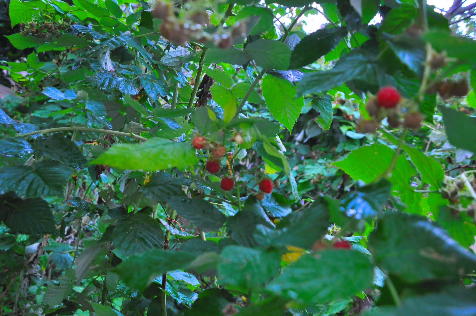 Гостевой дом Kamar