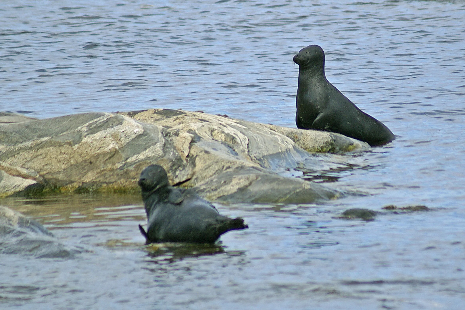 Гостевой Дом Остров Мейери