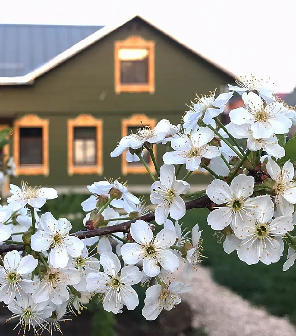 Гостевой дом Yellow Stars Inn