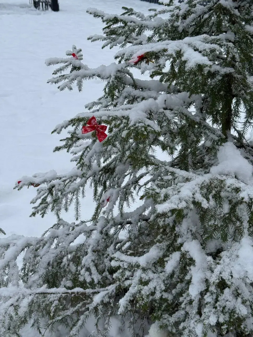 Частный дом Дом в сосновом лесу