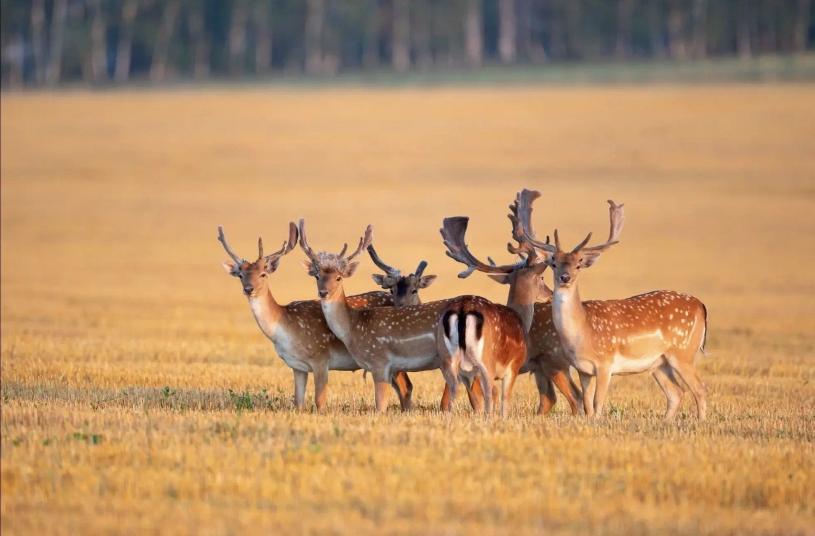 Природный Парк Олений