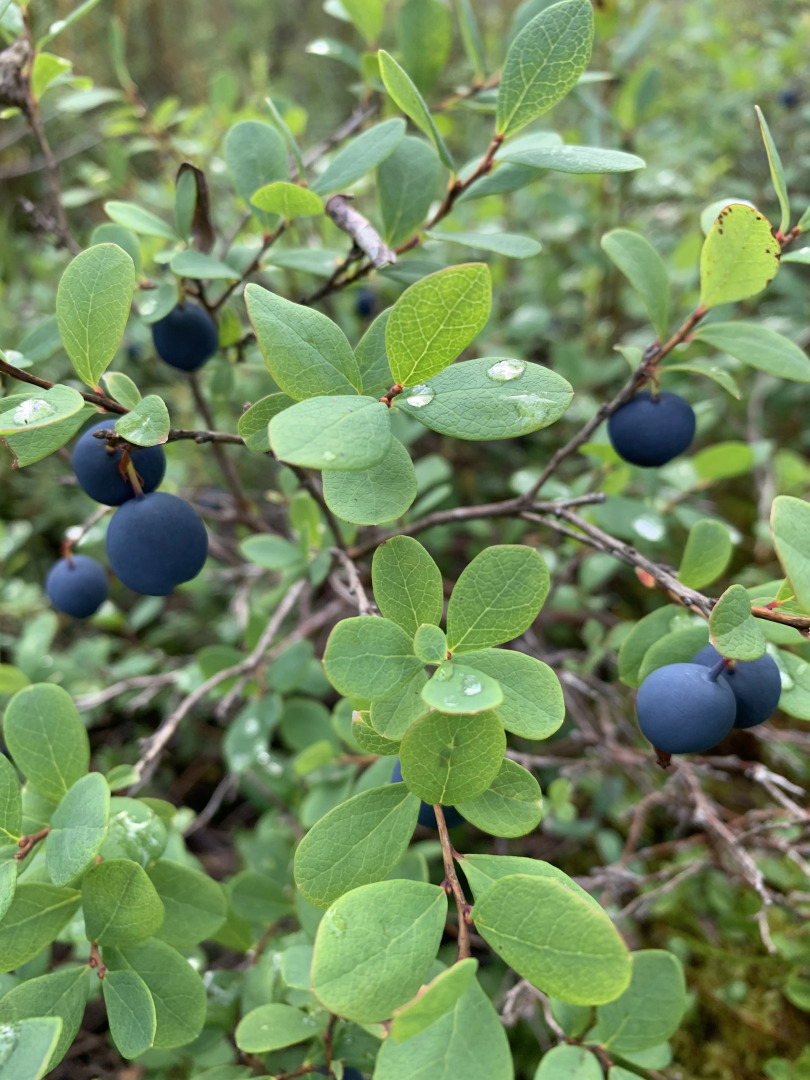 Гостевой дом Лось