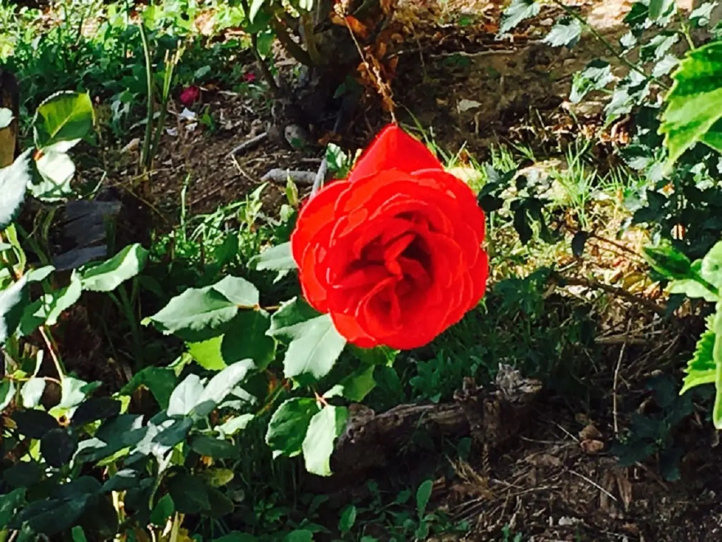 Апартаменты в Като Пафос