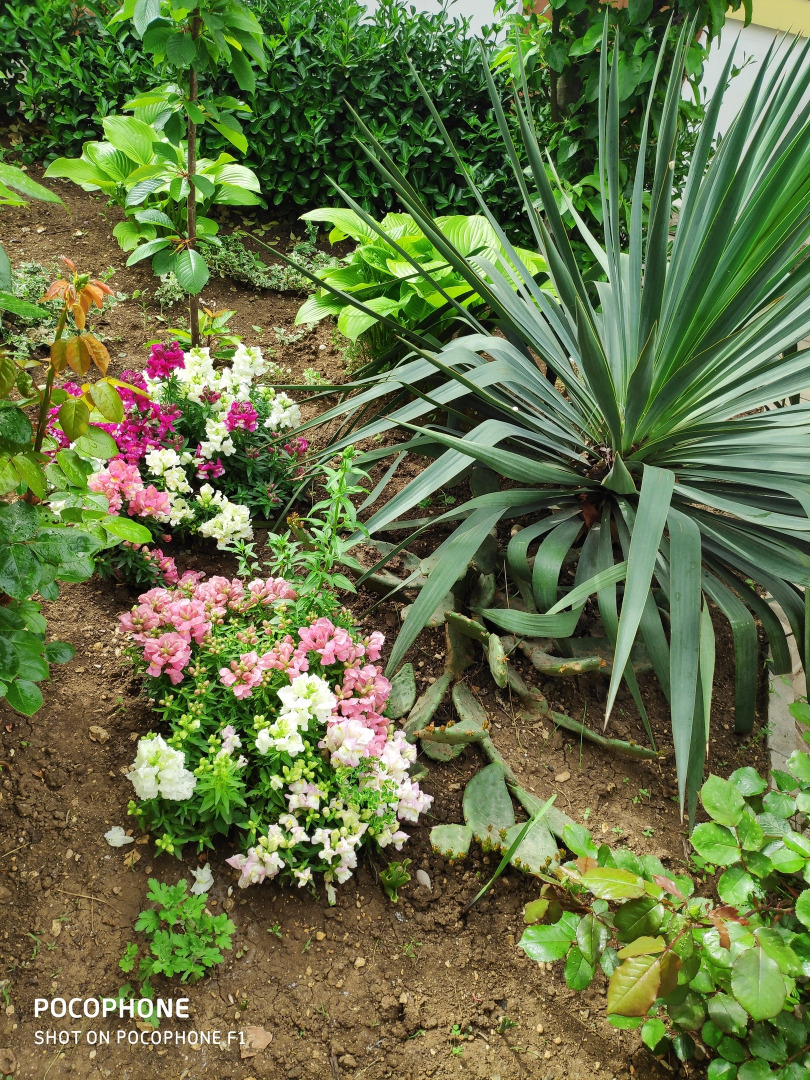 Меблированные комнаты У Чижика