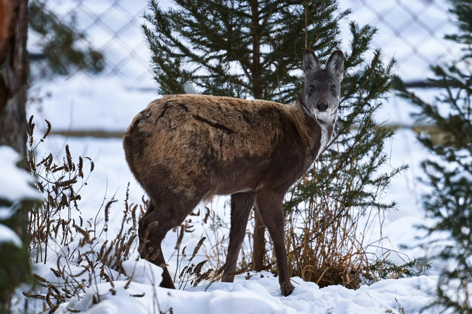 Отель Ель и Пихта
