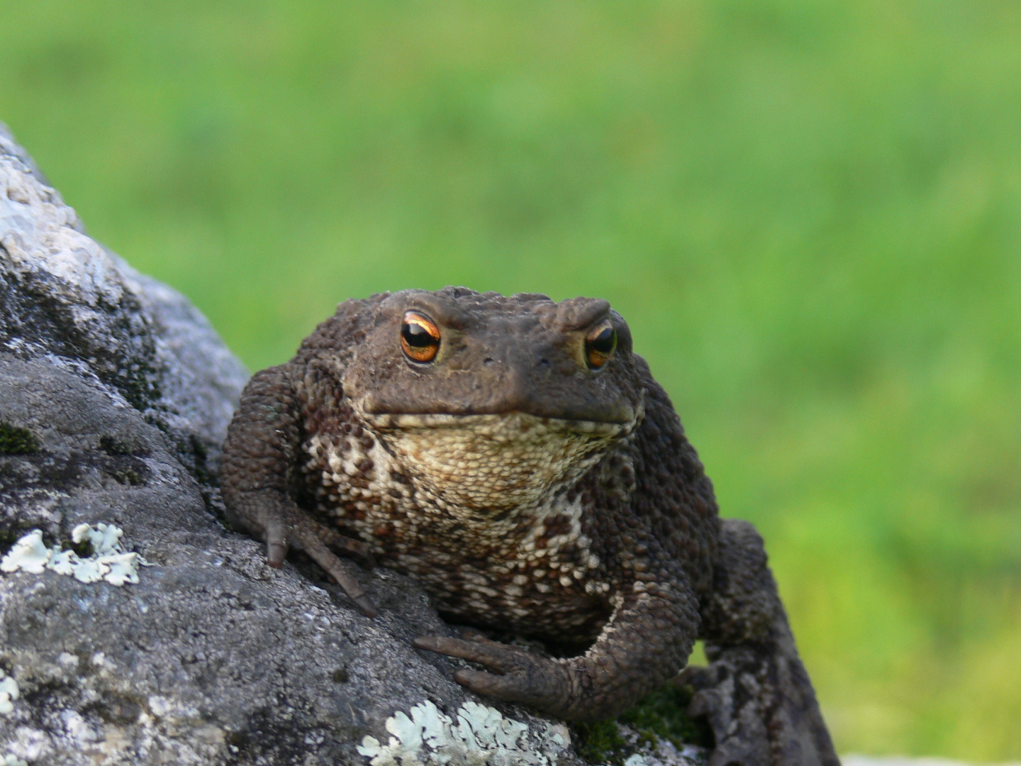 Кемпинг International Camp club Bereg Best Beach Stylish Coastline Ukleyno Lake National Park Valdai