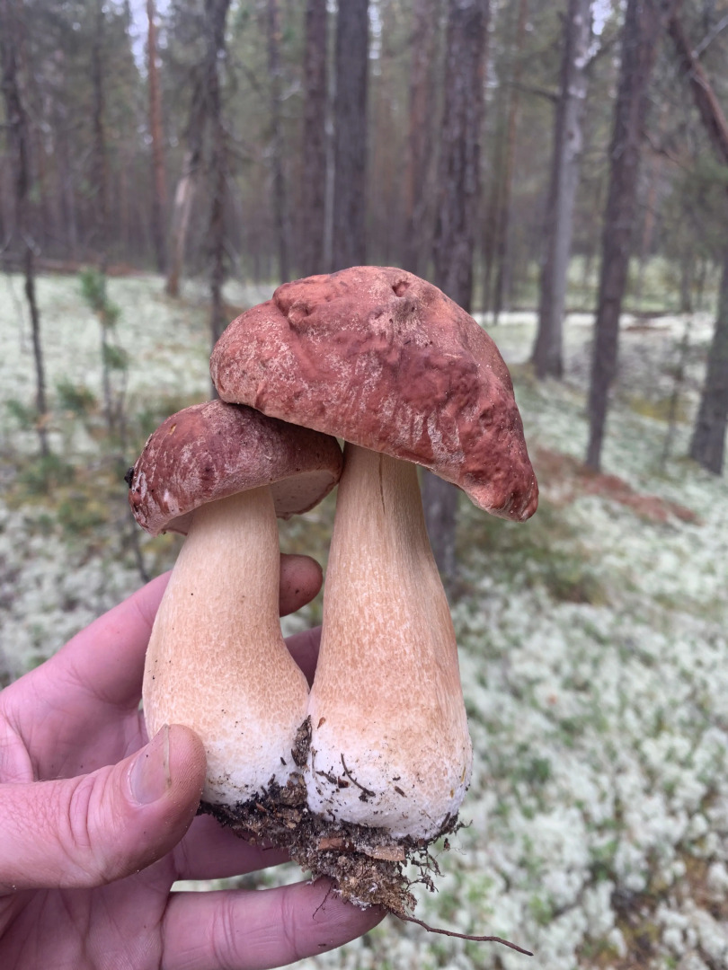 Гостевой дом Холм