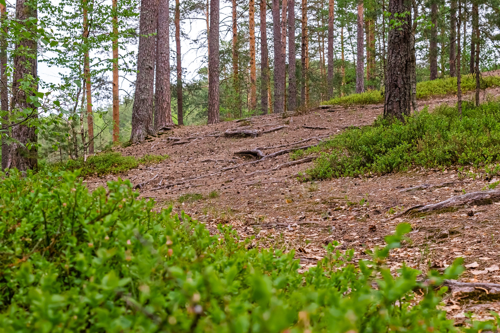 База отдыха Загородный клуб Радужный лес