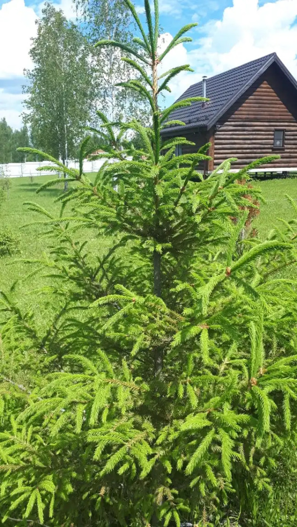 Дом баня Боярыня