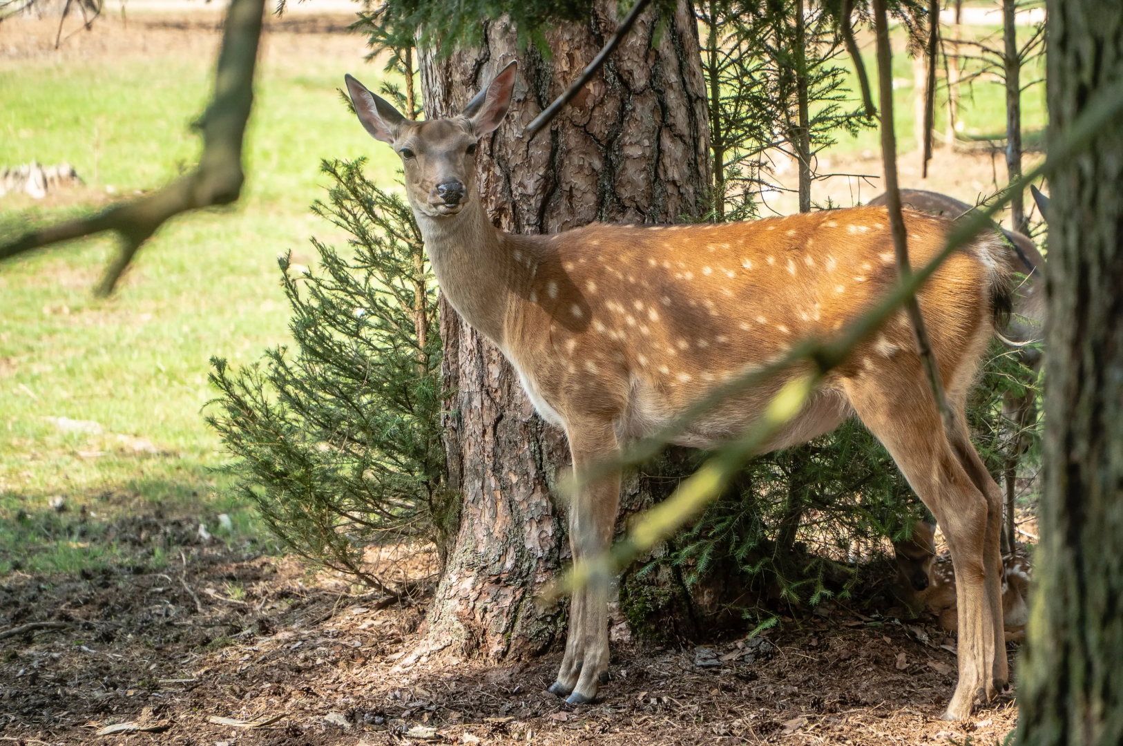 Гостевой дом Усадьба Беловежское Поместье