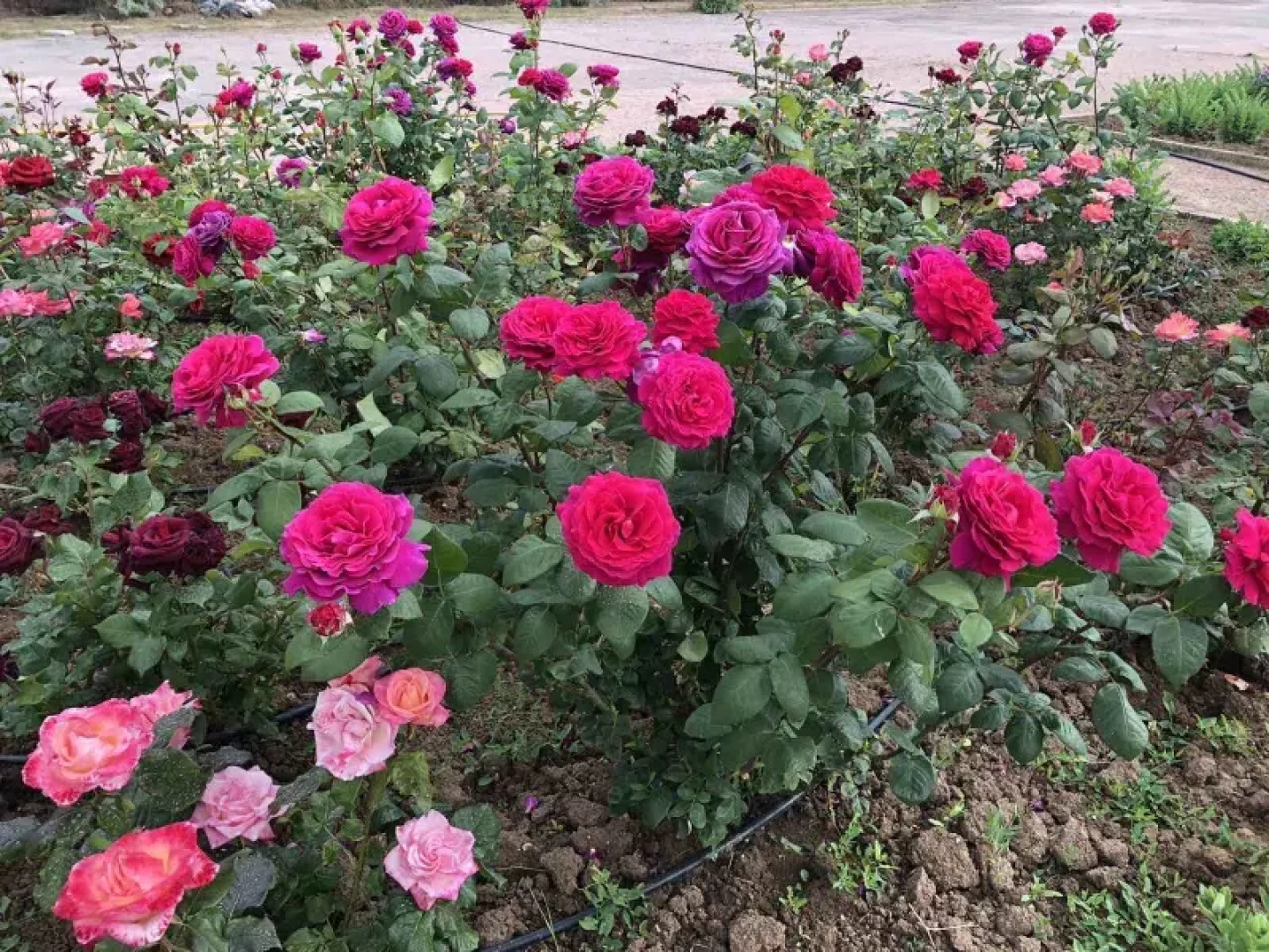 Санаторий Международный Детский Медицинский Центр Чайка