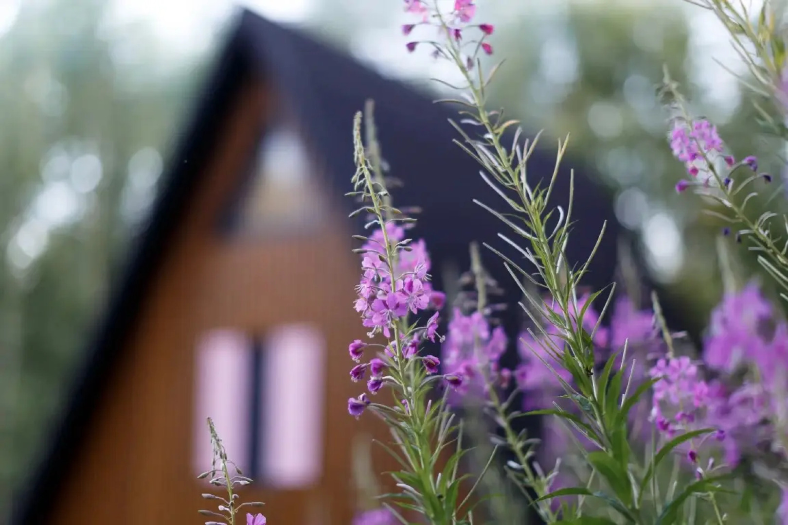 Шале Бо.Кэмп Дом Художника