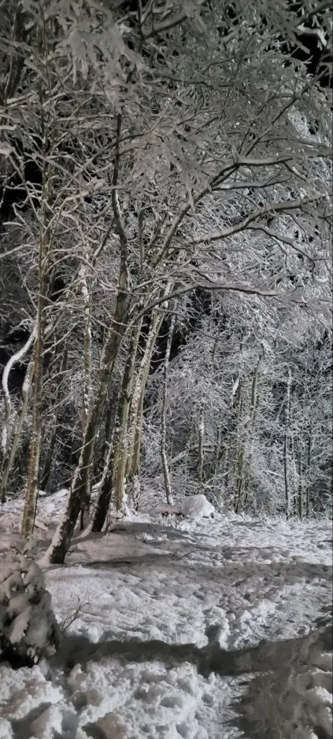 Частный дом Аскелма-Сосна