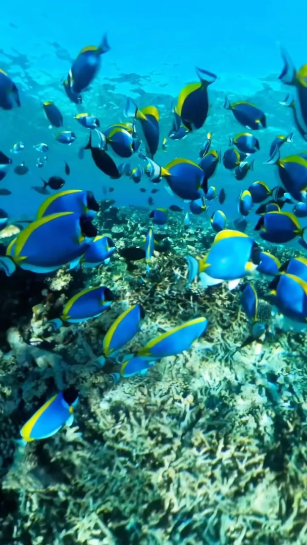 Гостевой дом Oceana Inn Maldives