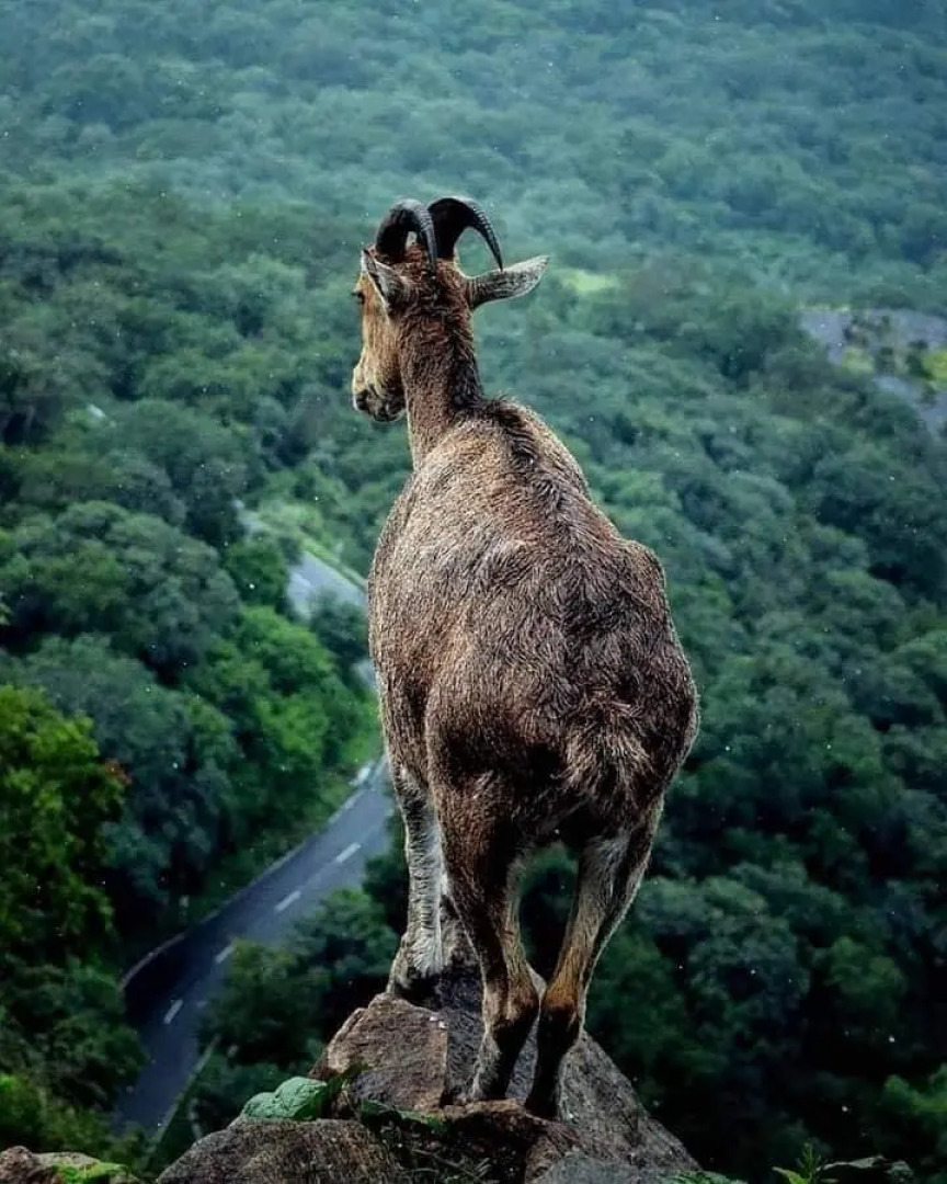 Moon Hill Resort Munnar ( Nature Retreat )