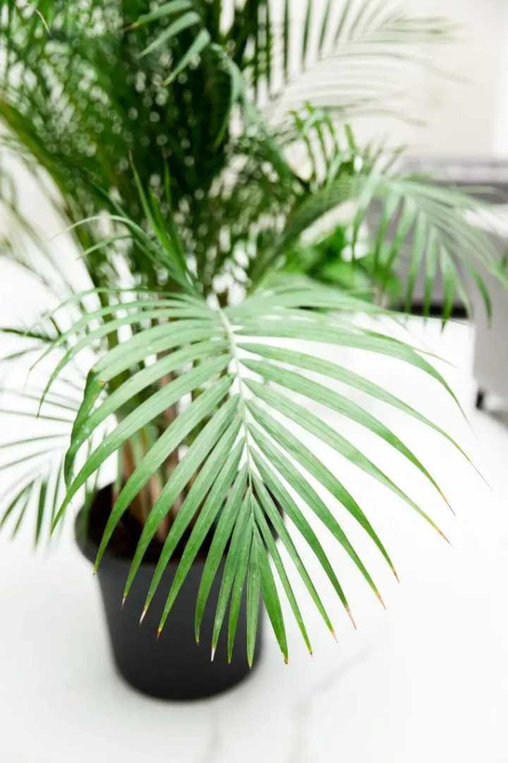 Апартаменты Виктория Штольц