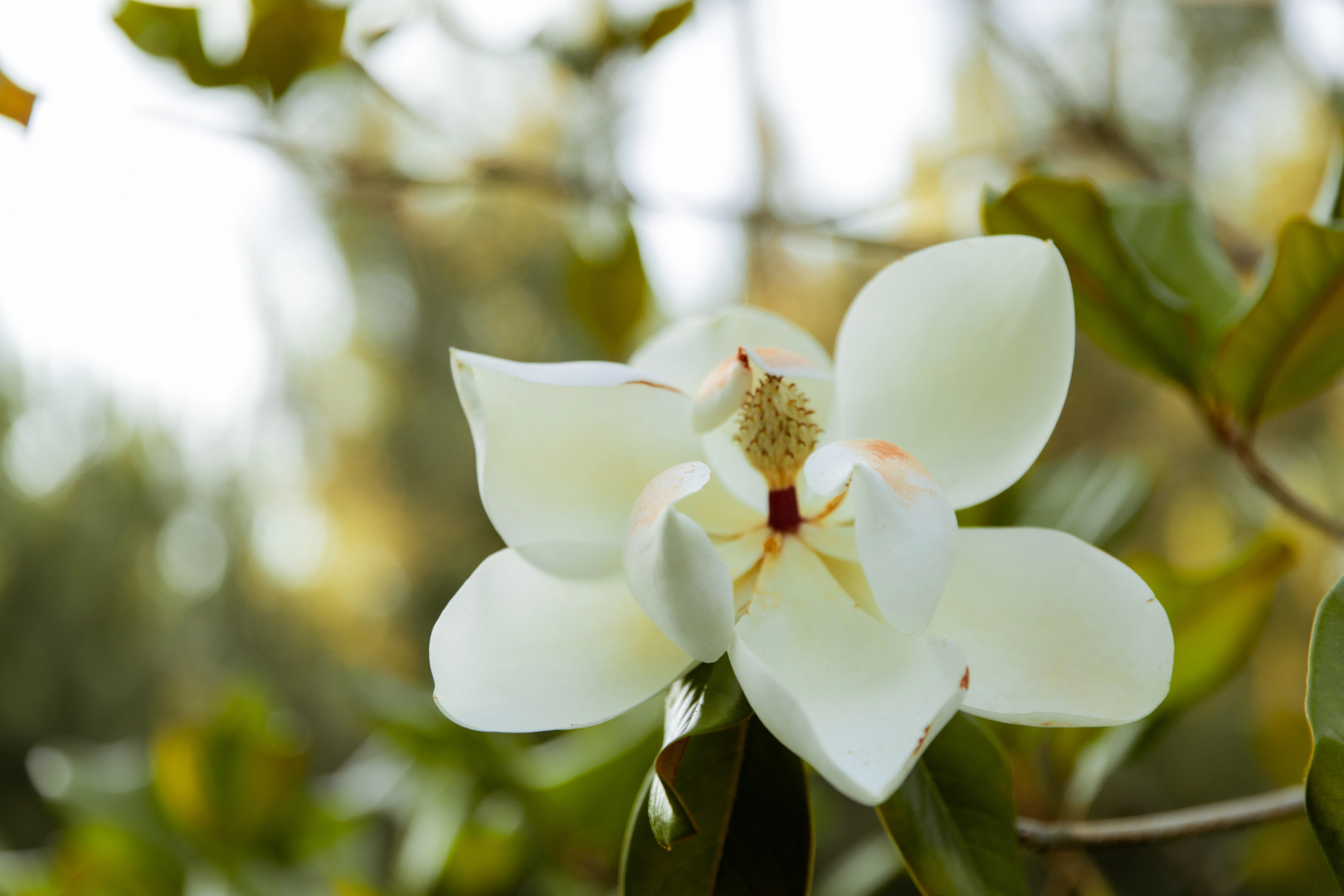 Мини-отель Uzumfermer