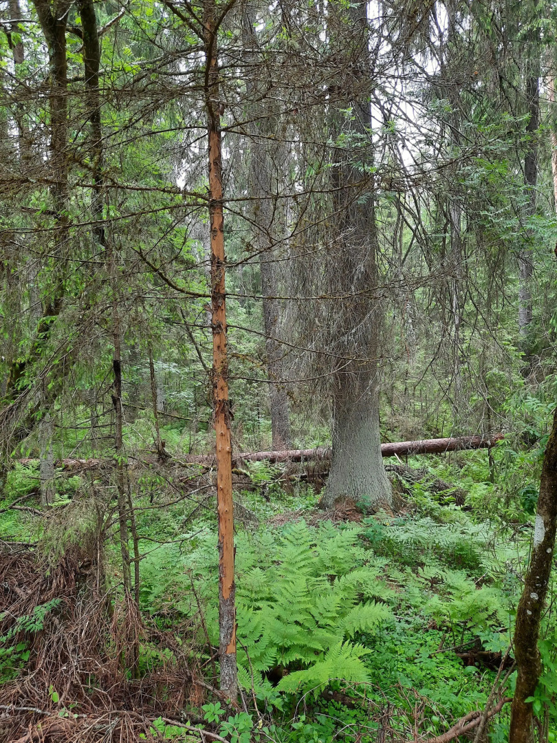 Гостевой дом Усадьба Коноваловых