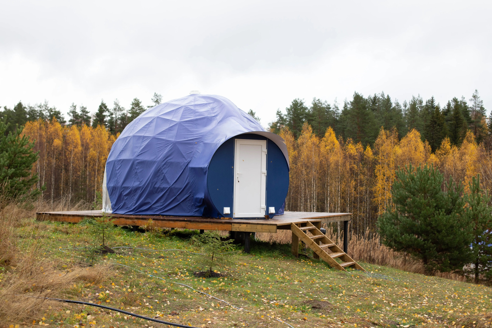 Папоротник