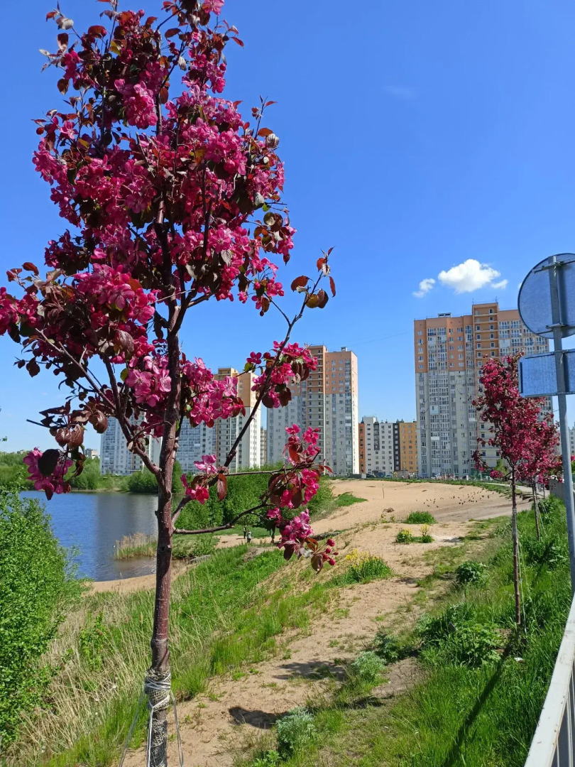 Квартира 1-комнатная Квартира Сеть Апартаментов Триче