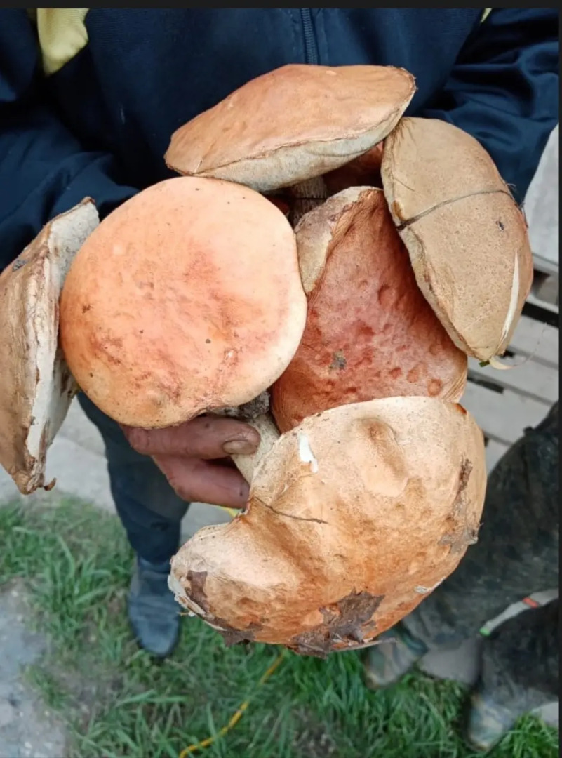 Частный дом Гора U Дачи