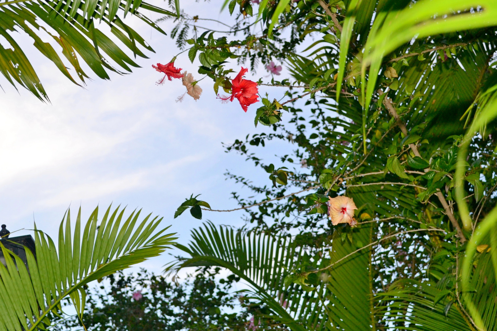 Вилла Nature Boutique Residence