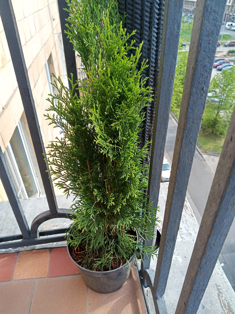 Апартаменты у Удельного парка