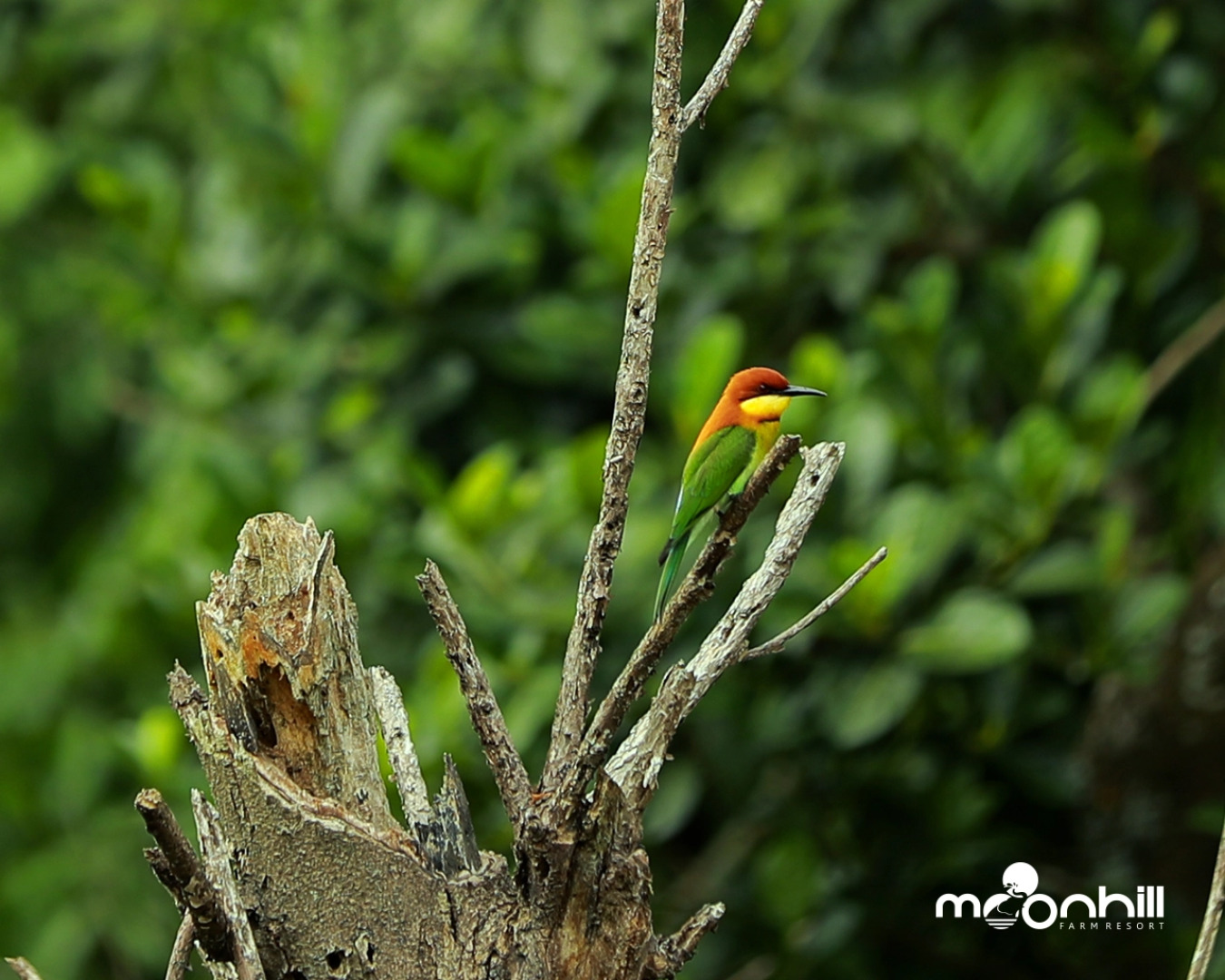 Moon Hill Resort Munnar ( Nature Retreat )
